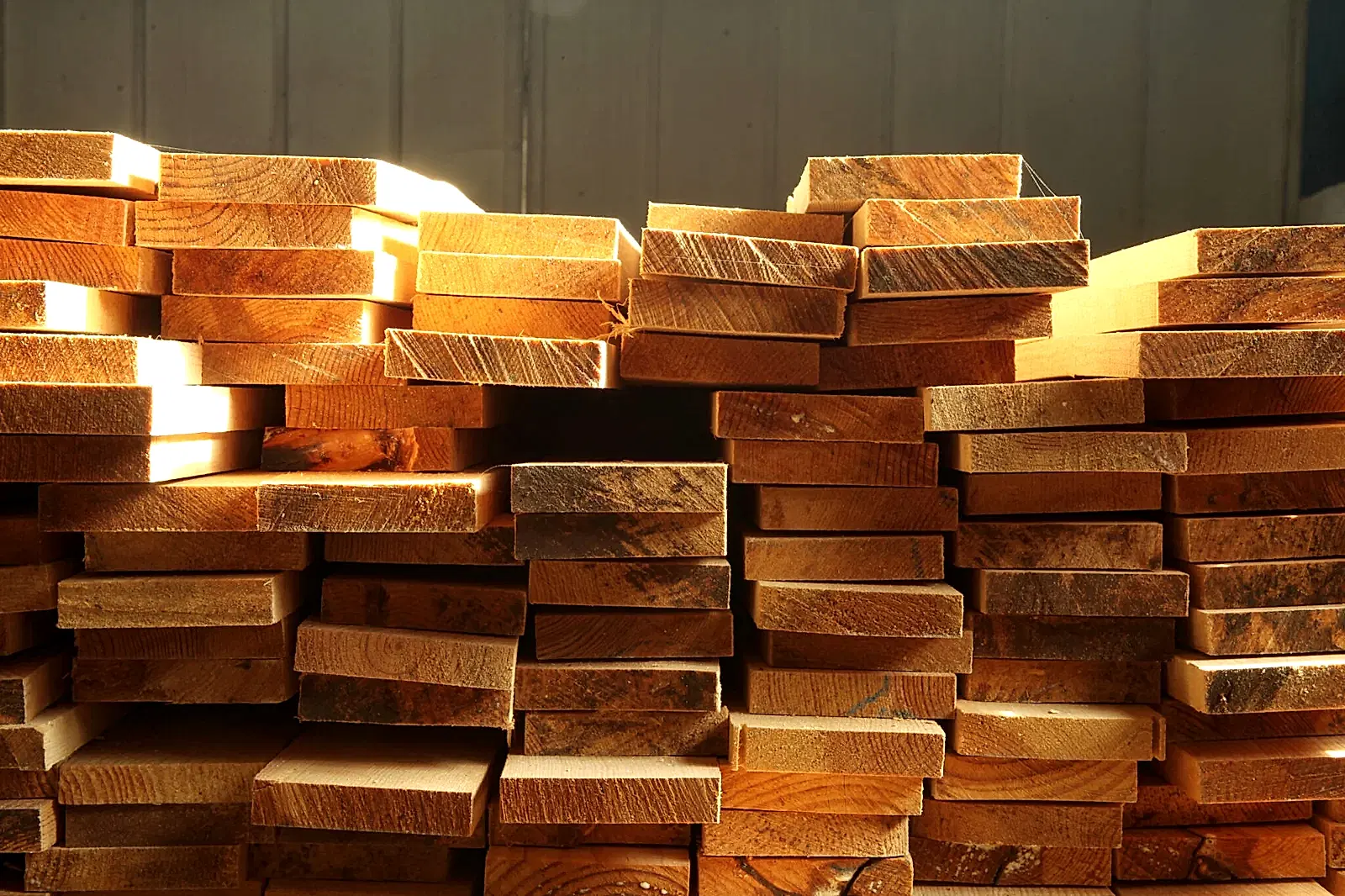 timber-2023-11-27-04-52-56-utc